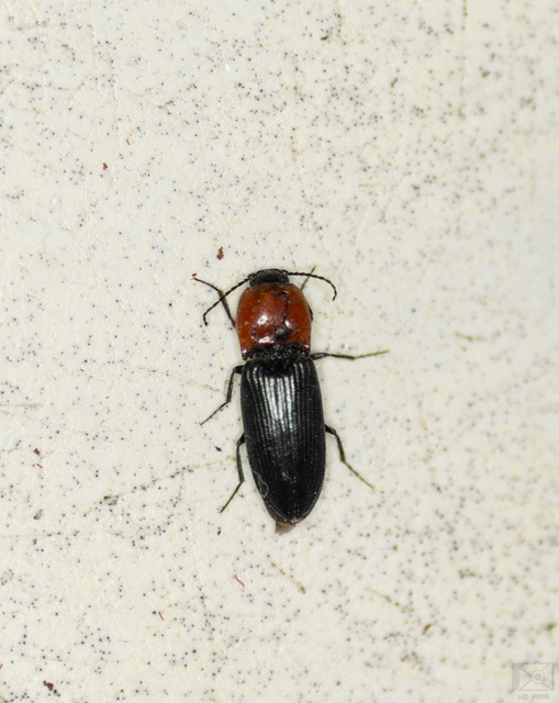 Cardiophorus gramineus - pirosnyakú szívespattanó