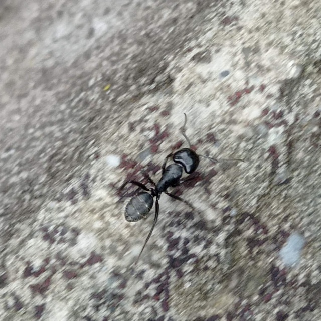Camponotus vagus - fekete lóhangya