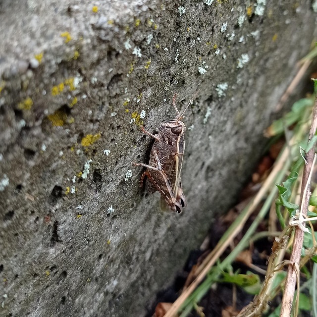 Calliptamus italicus - olaszsáska
