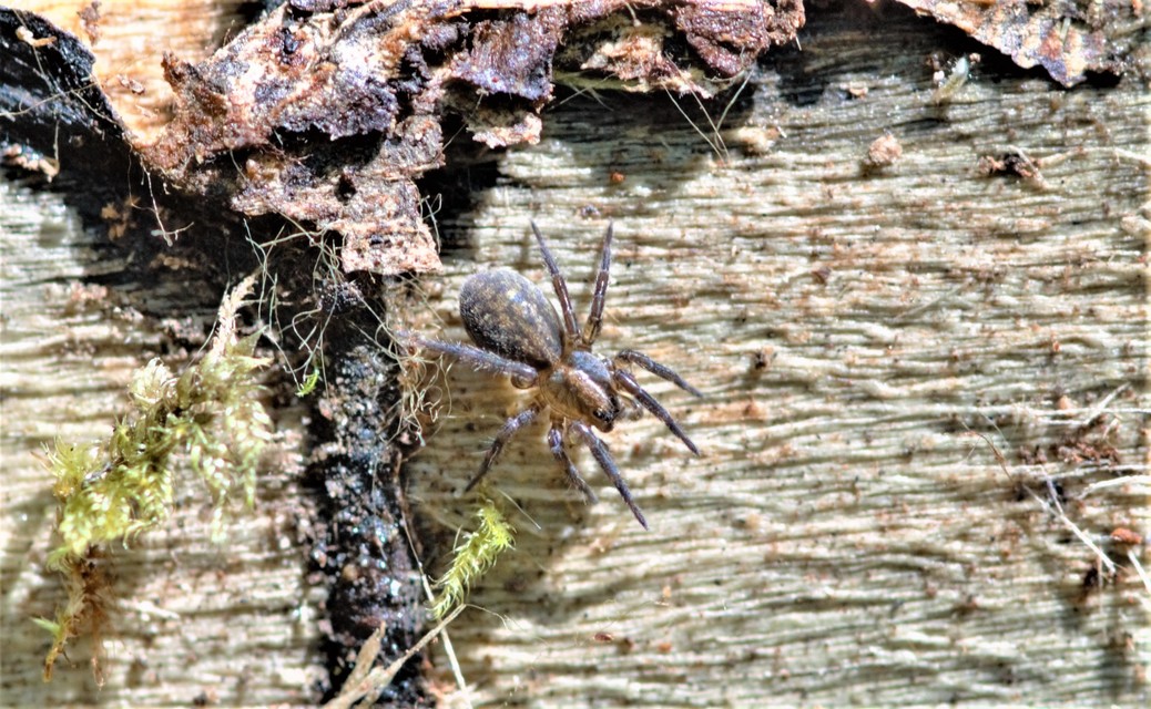 Trochosa