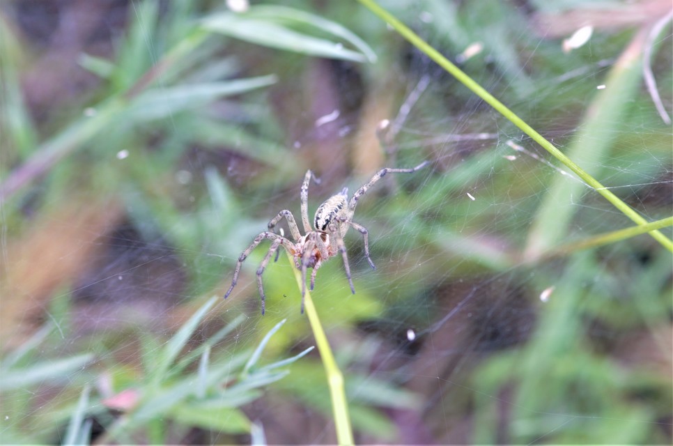 Agelena labyrinthica - illó tölcsérpók