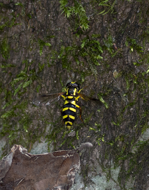 Xanthogramma
