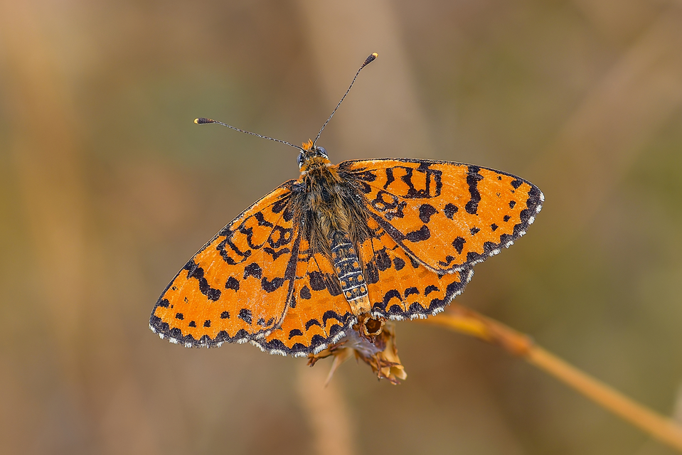 Melitaea didyma - tüzes tarkalepke