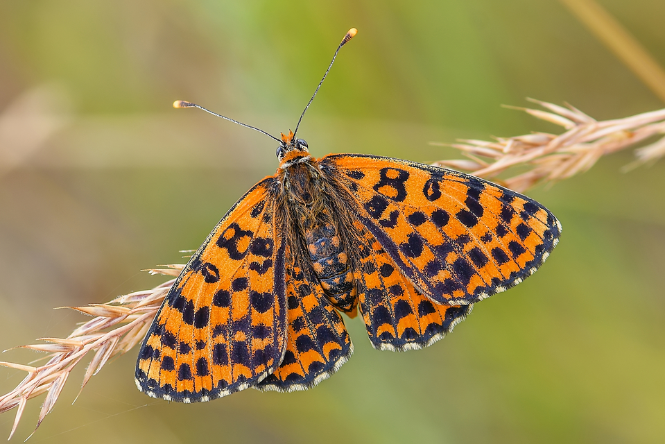 Melitaea didyma - tüzes tarkalepke