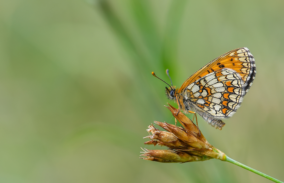 Melitaea athalia - közönséges tarkalepke
