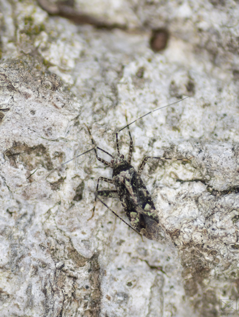 Phytocoris longipennis