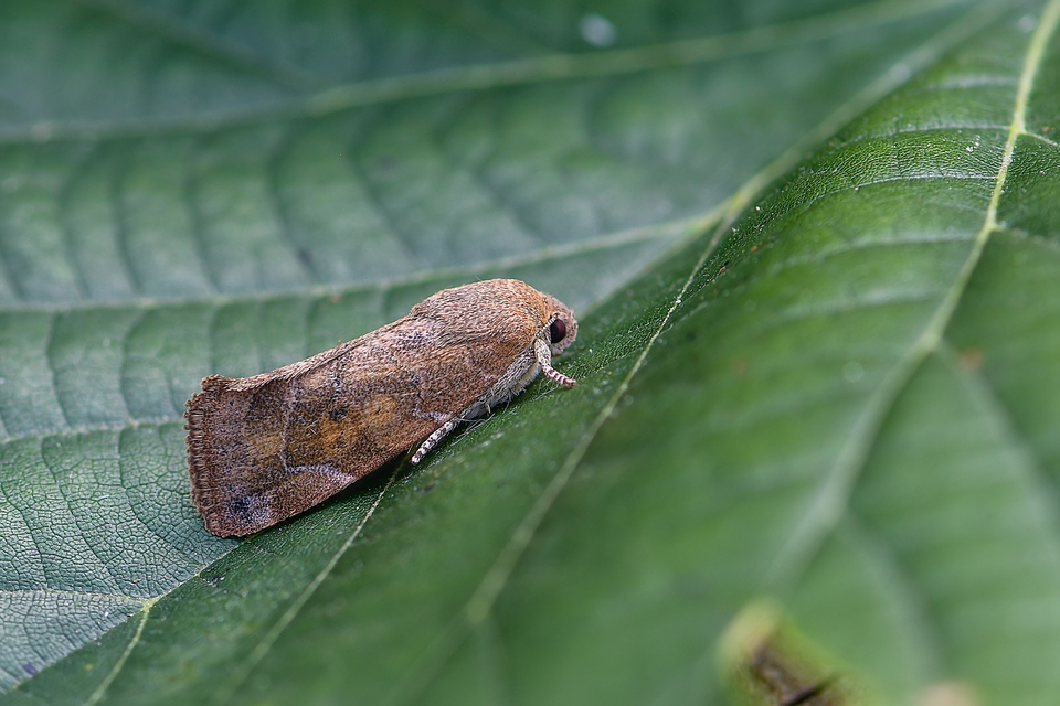 Cosmia affinis - barna lombbagoly