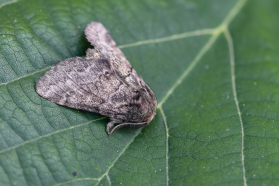 Gluphisia crenata - kormos púposszövő