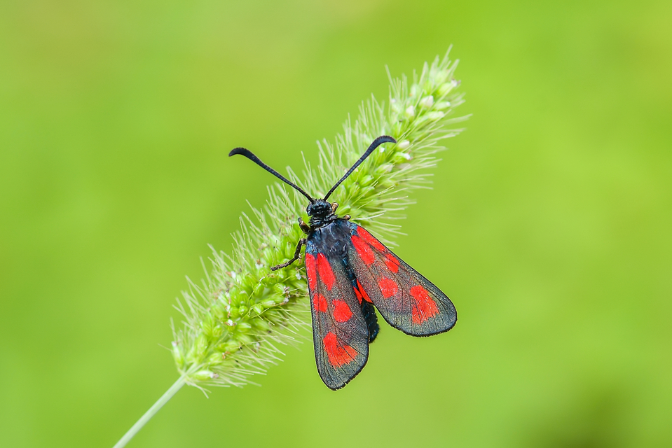Zygaena loti - közönséges csüngőlepke