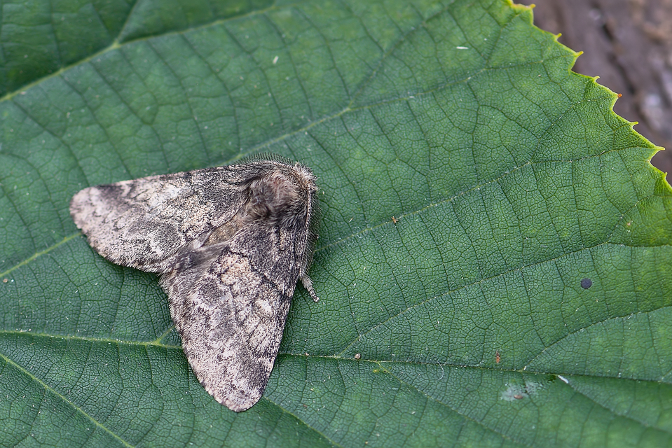 Gluphisia crenata - kormos púposszövő