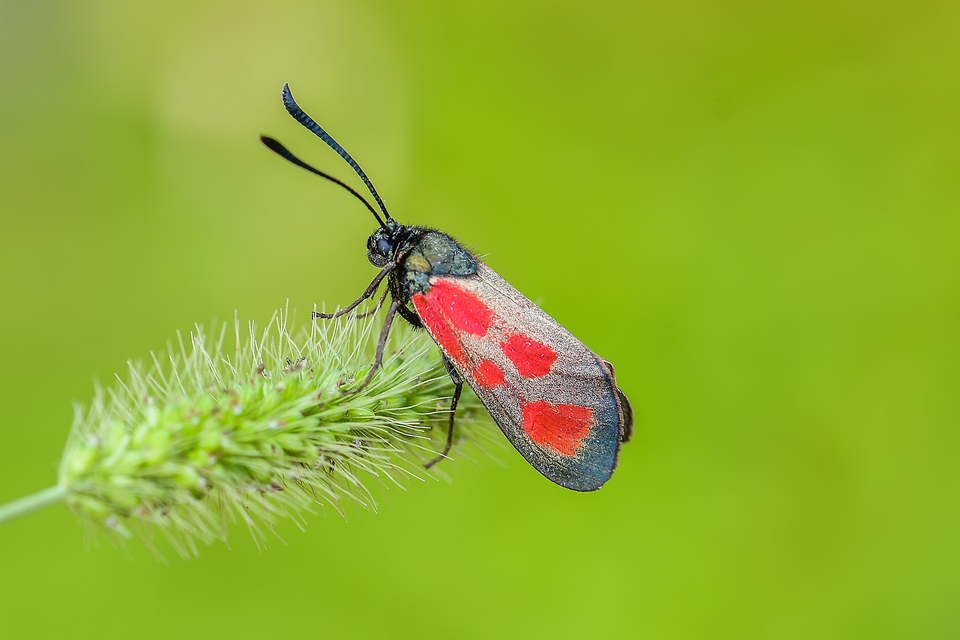 Zygaena loti - közönséges csüngőlepke