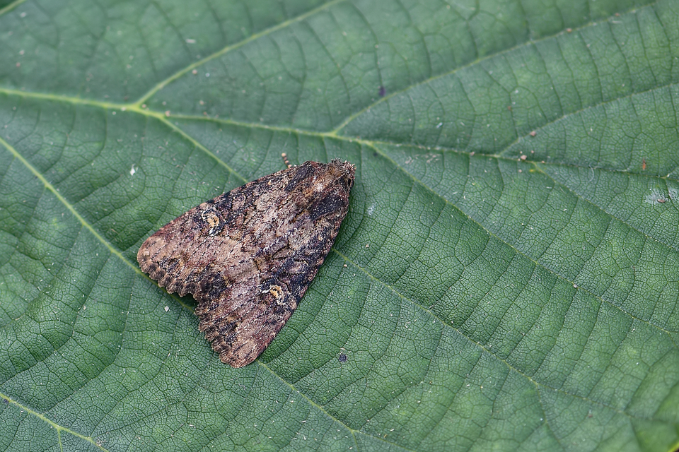 Mesapamea secalella/secalis