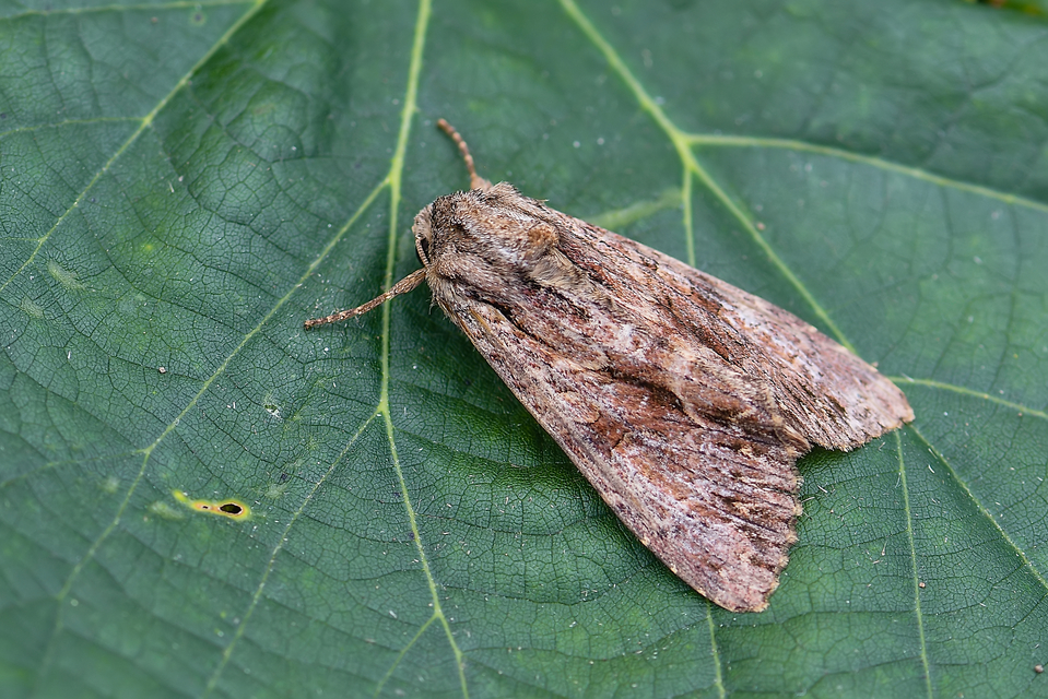 Apamea monoglypha - nagy dudvabagoly