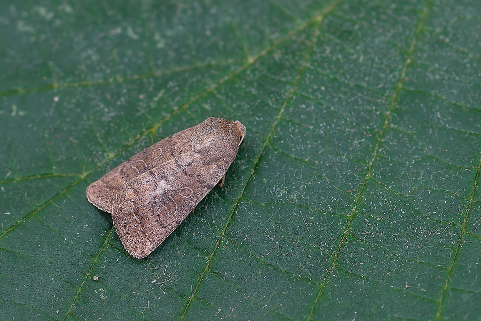Hoplodrina octogenaria - barna selymesbagoly