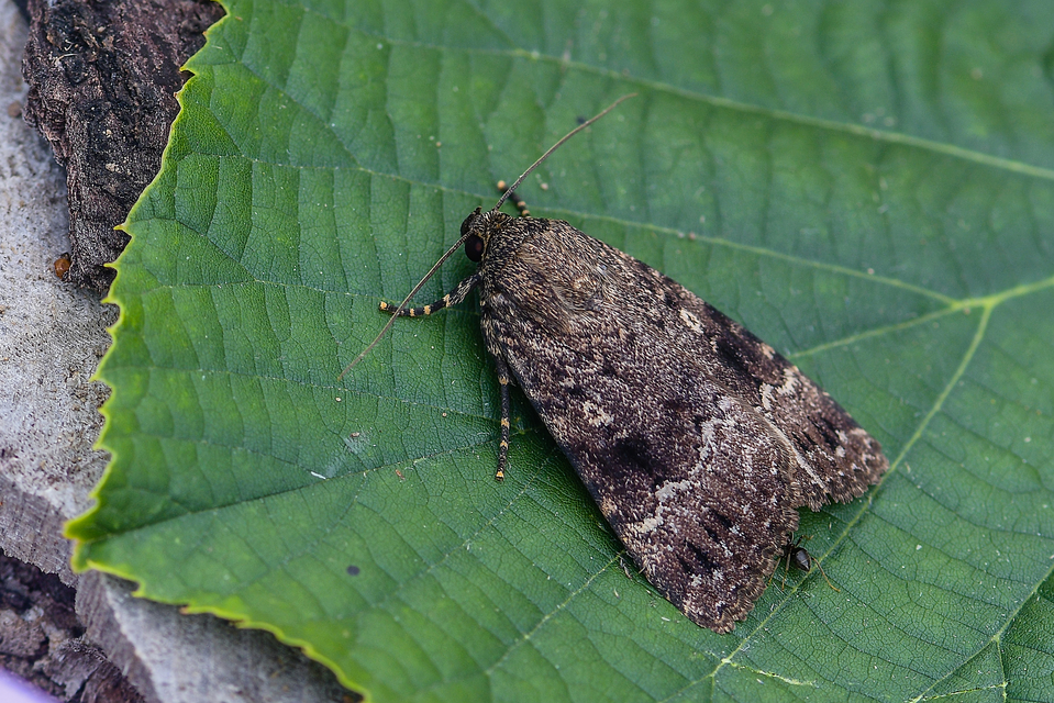 Amphipyra pyramidea - fahéjszínű bagoly