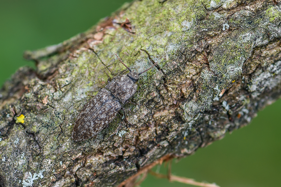 Agrypnus murinus - egérszínű pikkelyespattanó
