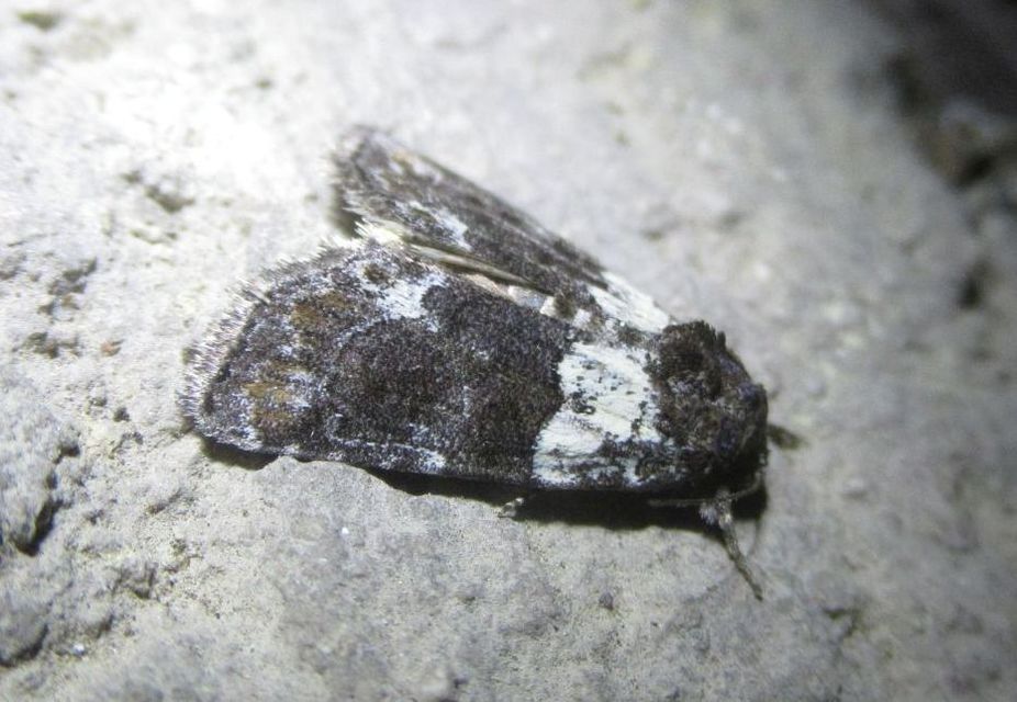 Bryophila ereptricula - fekete zuzmóbagoly