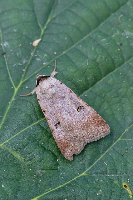 Lygephila craccae - gyakori csüdfűbagoly