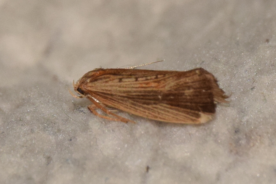 Orthotelia sparganella - békabuzogánymoly