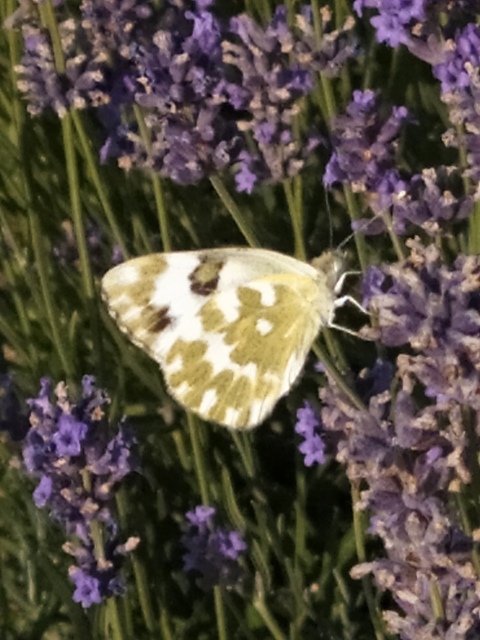 Pontia edusa - rezedalepke