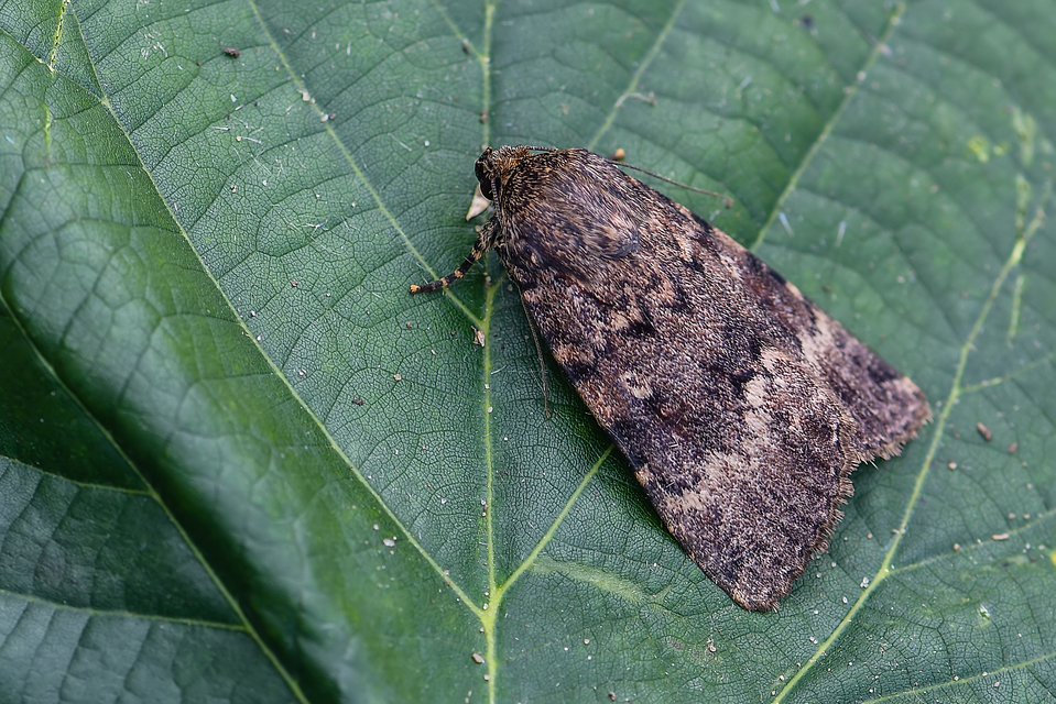 Amphipyra pyramidea - fahéjszínű bagoly