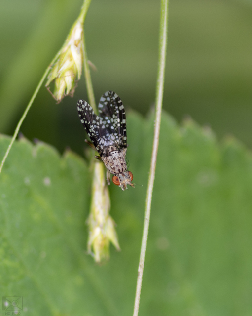 Trypetoptera punctulata - pirosszemű szarvaslégy