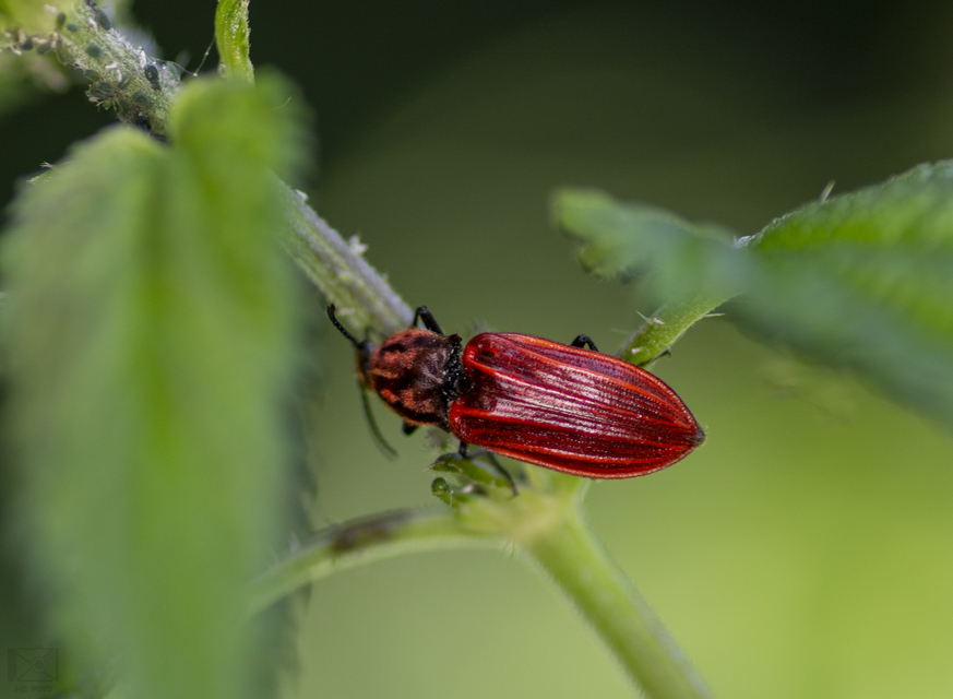 Anostirus