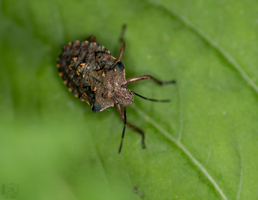 Pentatoma rufipes - vöröslábú címerespoloska Pentatoma rufipes - vöröslábú címerespoloska