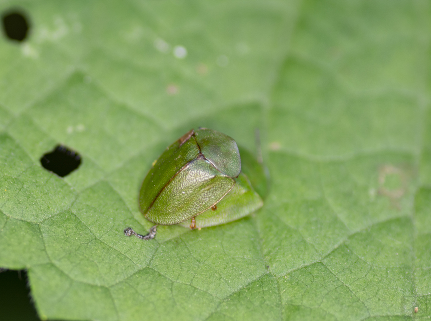Cassida viridis - zöld pajzsbogár Cassida viridis - zöld pajzsbogár