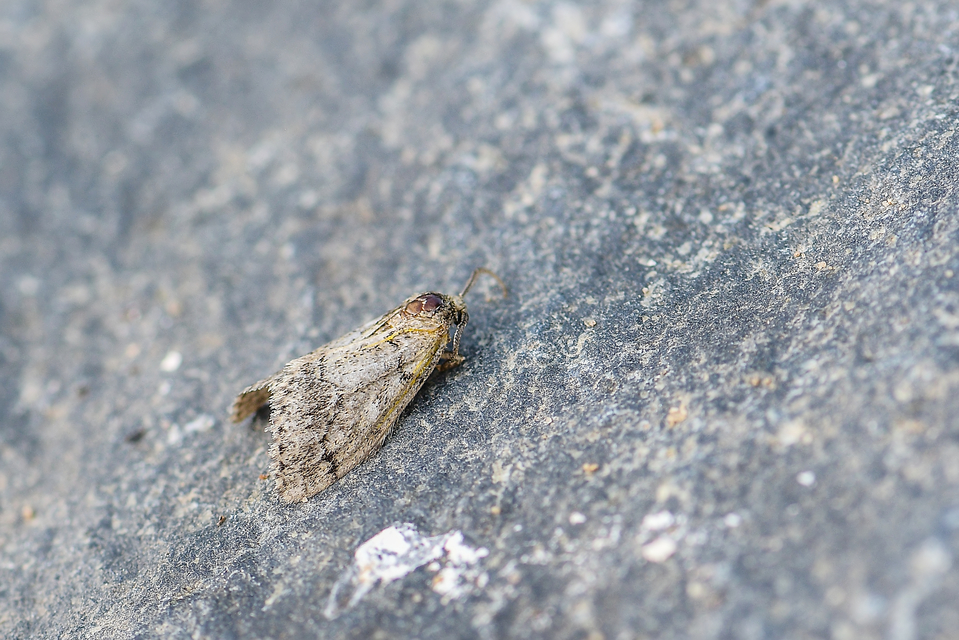 Tephronia sepiaria/Eumannia lepraria