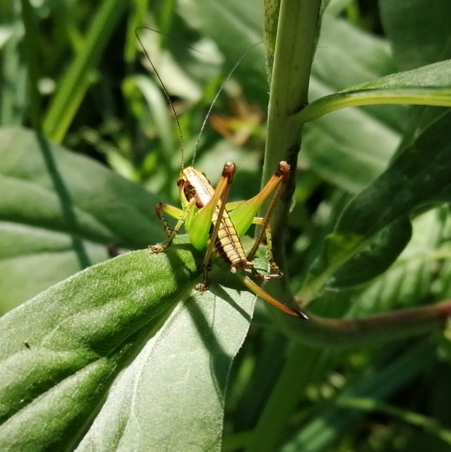 Pachytrachis gracilis - karcsú szöcske