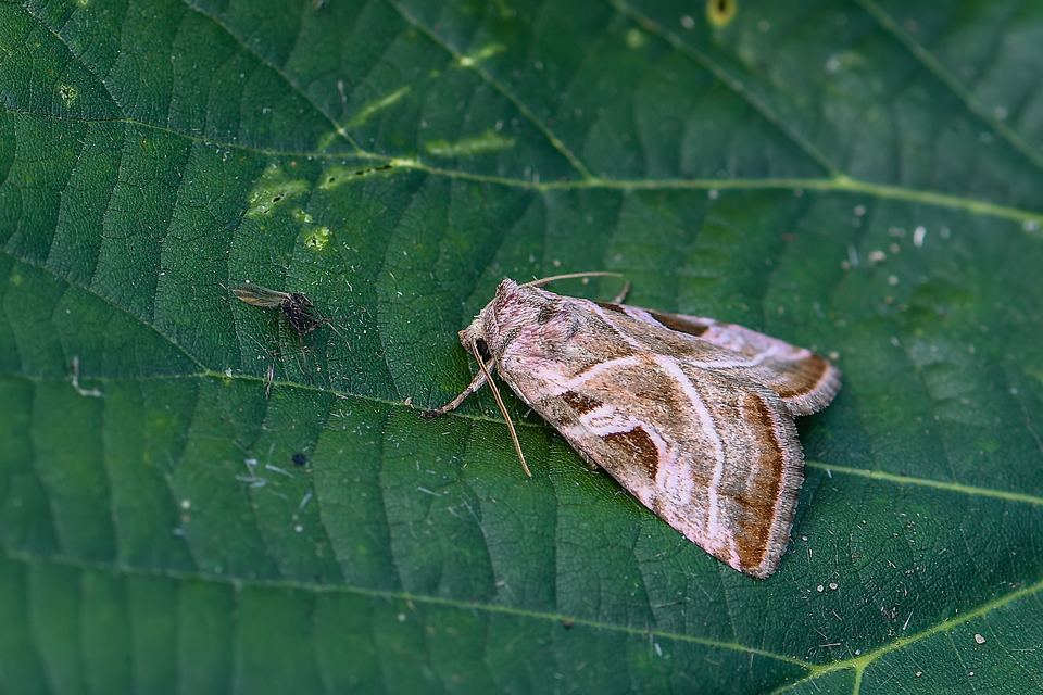 Eucarta virgo - mocsári ametisztbagoly