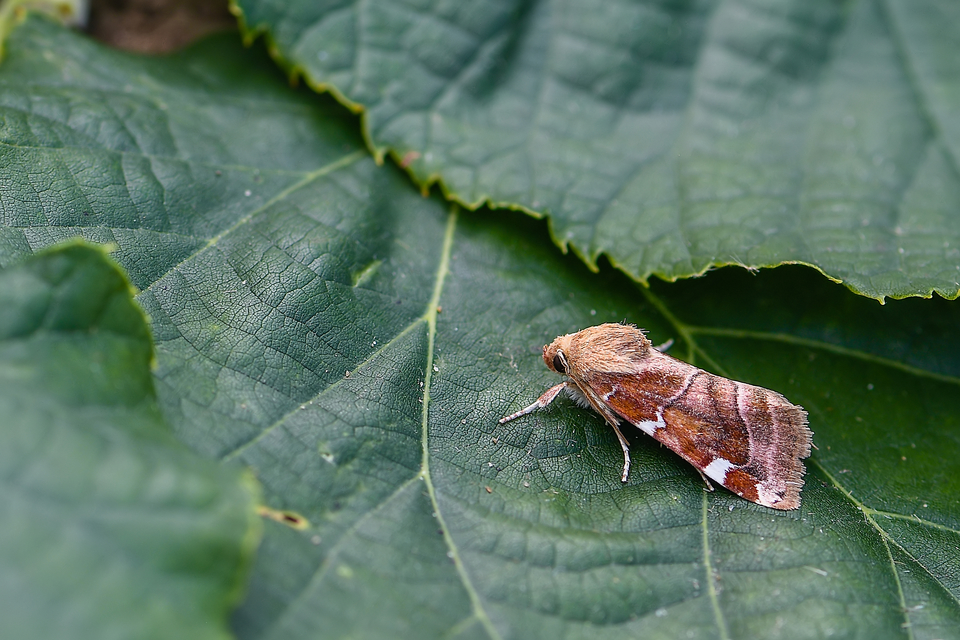 Cosmia diffinis - szilfa-lombbagoly