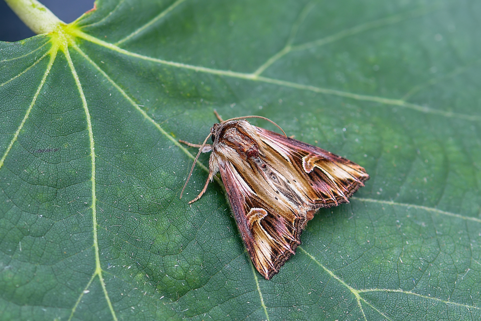 Actinotia polyodon - nagy sugarasbagoly