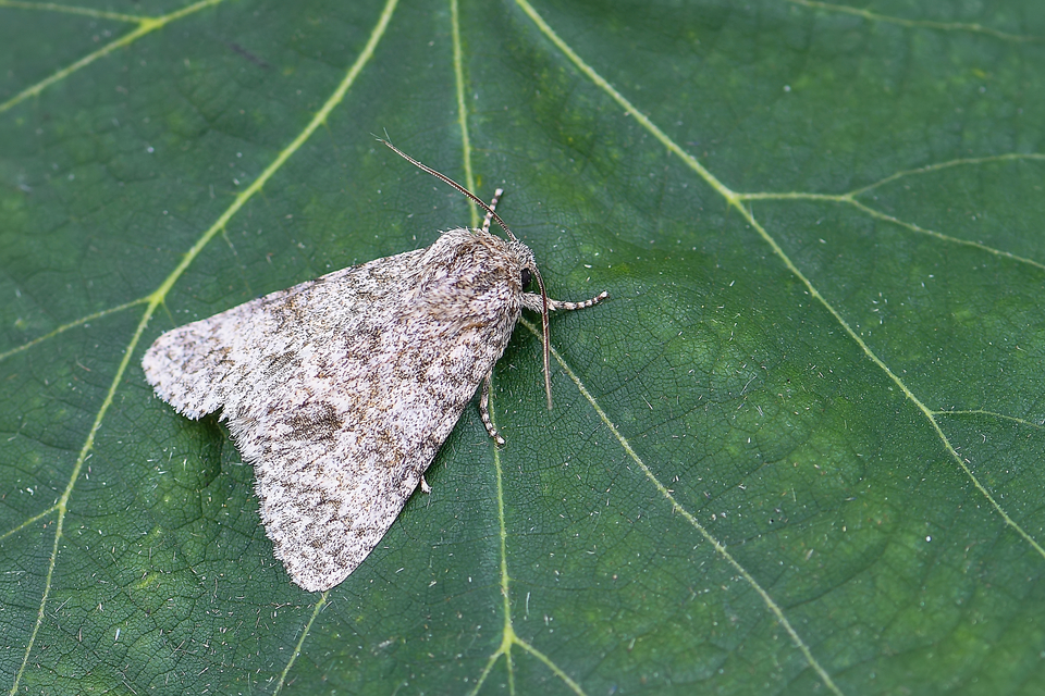 Acronicta megacephala - nagyfejű szigonyosbagoly