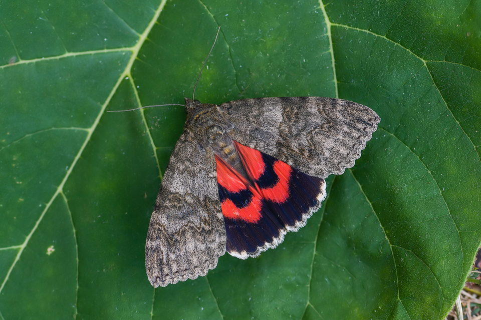 Catocala nupta - piros övesbagoly