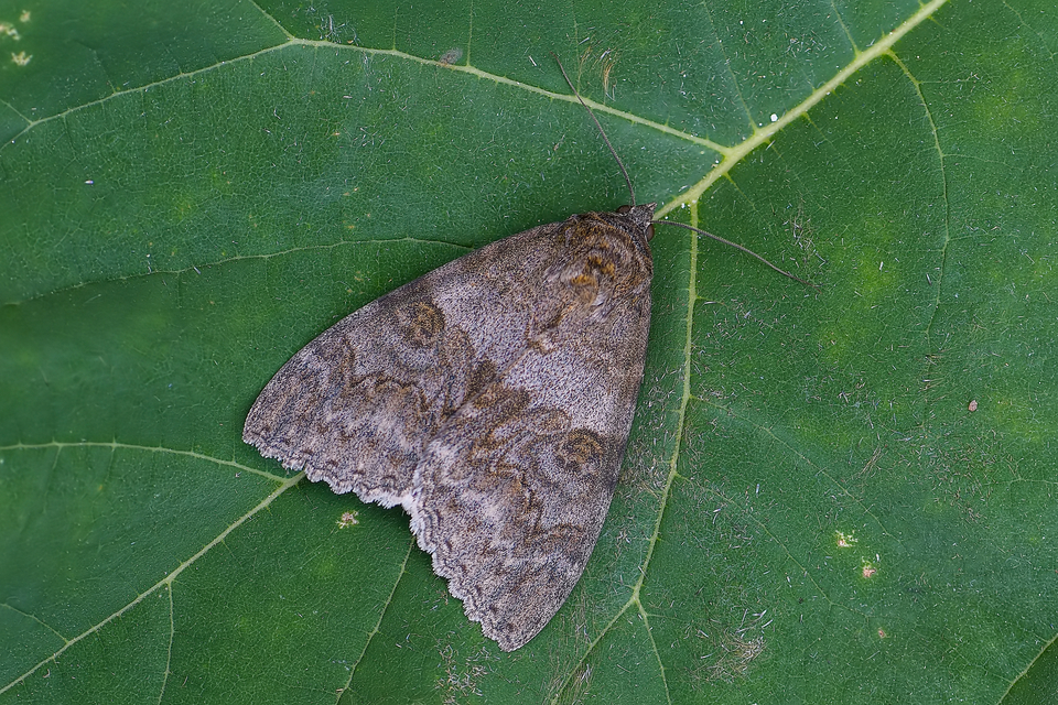 Catocala nupta - piros övesbagoly