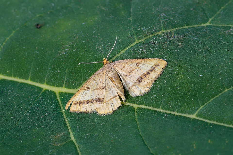 Tephrina arenacearia - lucerna-araszoló