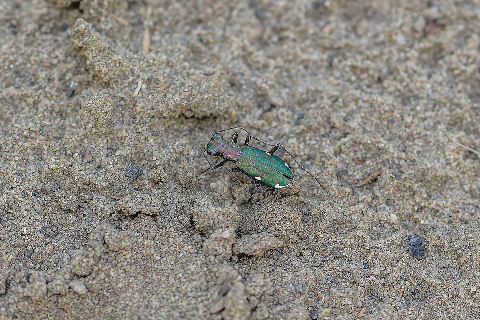 Cylindera germanica - parlagi homokfutrinka