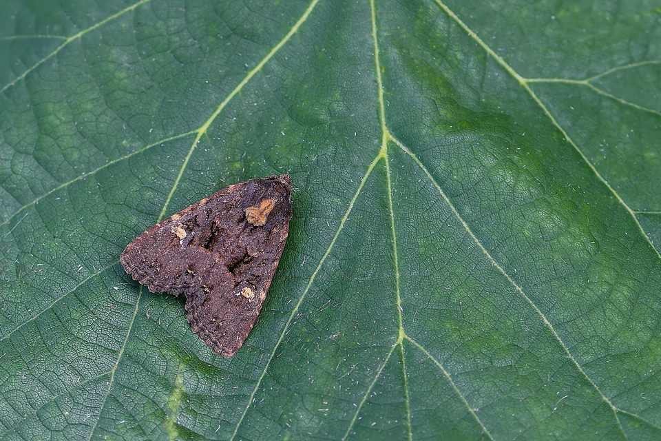 Mesapamea secalella/secalis