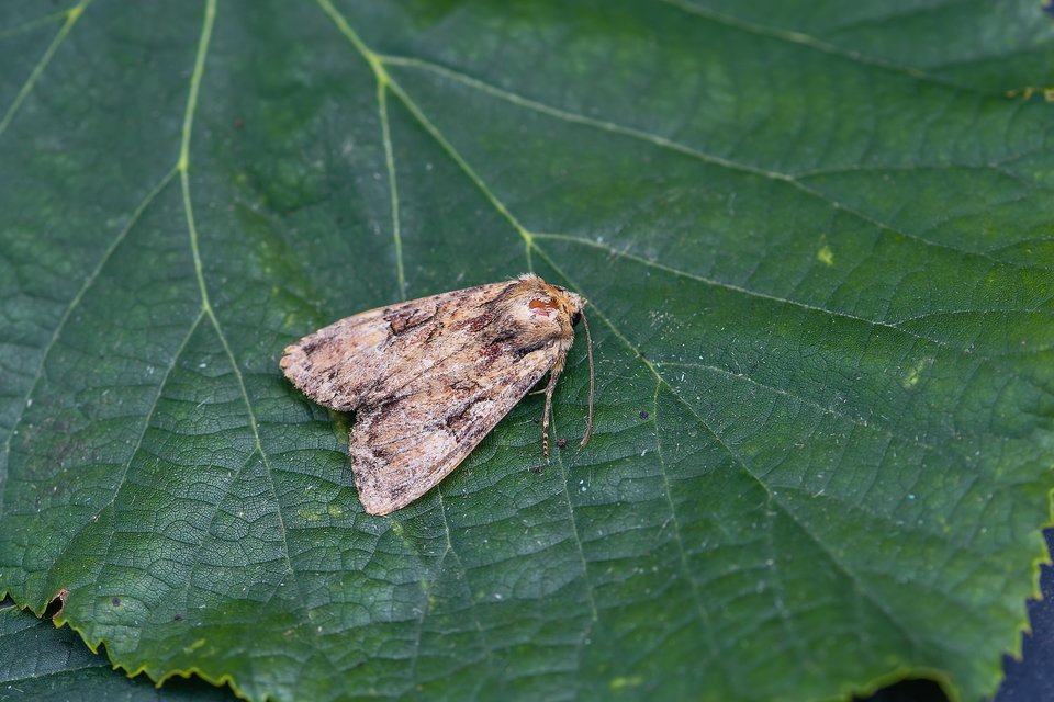 Apamea epomidion - vörösbarna dudvabagoly