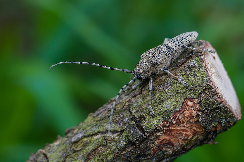 Saperda carcharias - nagy nyárfacincér