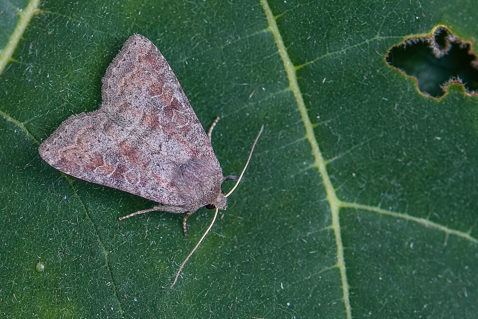 Parastichtis suspecta - sötét erdeibagoly