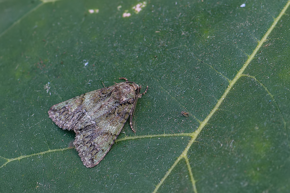 Polyphaenis sericata - selyemfényű erdeibagoly