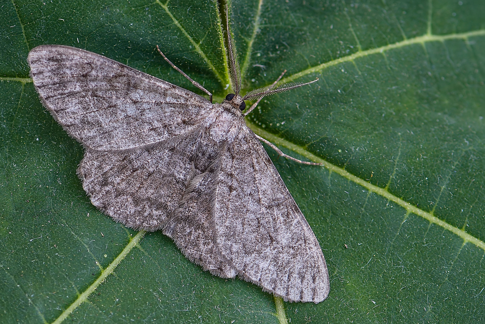 Hypomecis punctinalis - pettyes faaraszoló