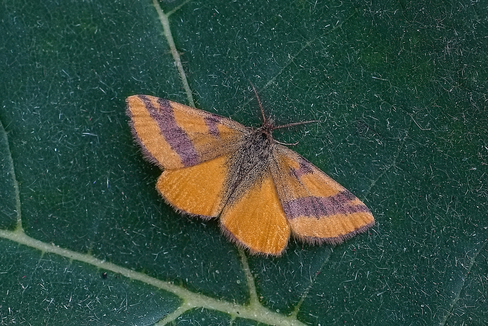 Lythria cruentaria - bíborcsíkos araszoló