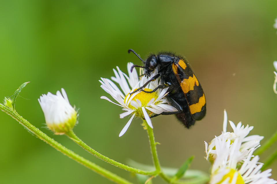Mylabris variabilis - szalagos hólyaghúzó Mylabris variabilis - szalagos hólyaghúzó