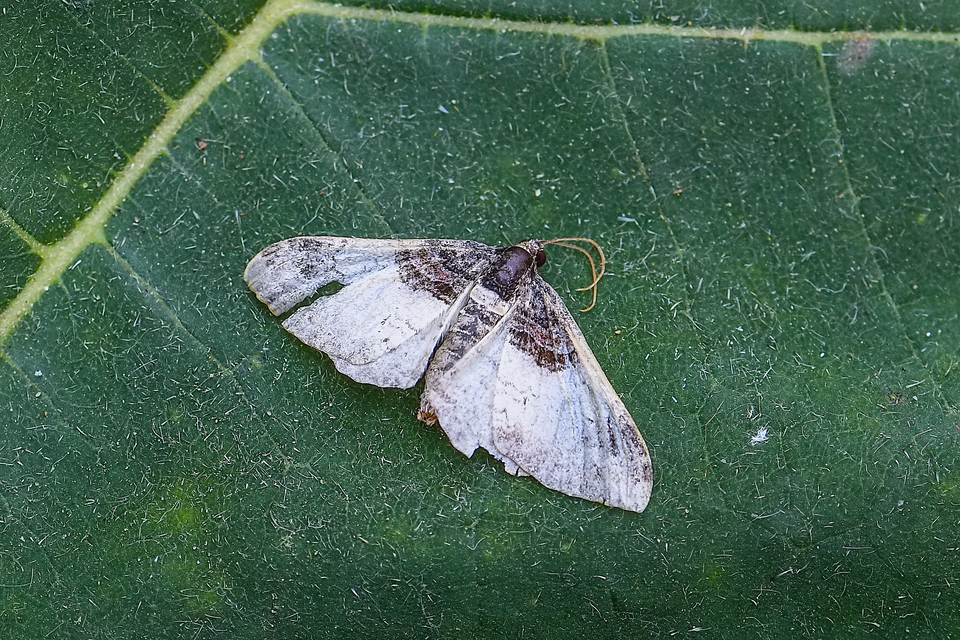 Catarhoe cuculata - csuklyás tarkaaraszoló