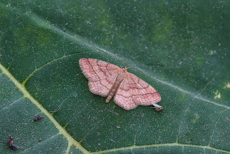Scopula rubiginata - réti pirosaraszoló