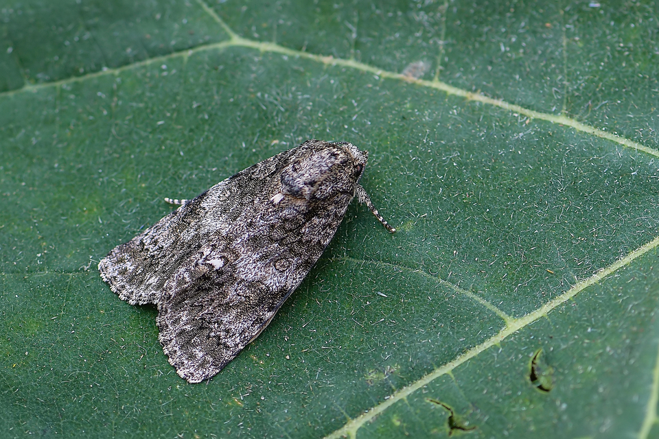Acronicta rumicis - sóska-szigonyosbagoly